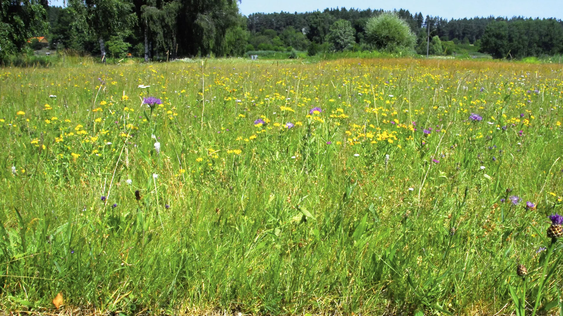 Kräuter-Gräser-Rasen